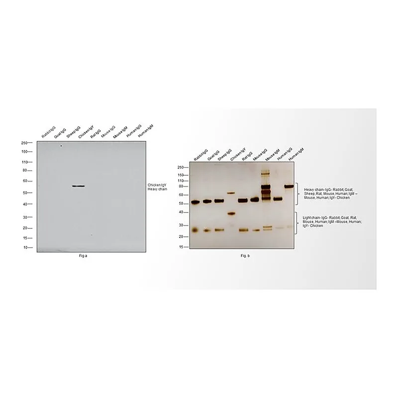 Thermo Fisher Scientific Donkey anti-Chicken IgY (H+L) Cross-Adsorbed Secondary Antibody, HRP