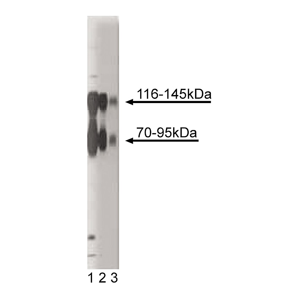 BD Purified Mouse Anti-TrkB
