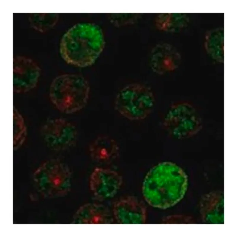 Merck Anti-PRAME antibody produced in rabbit