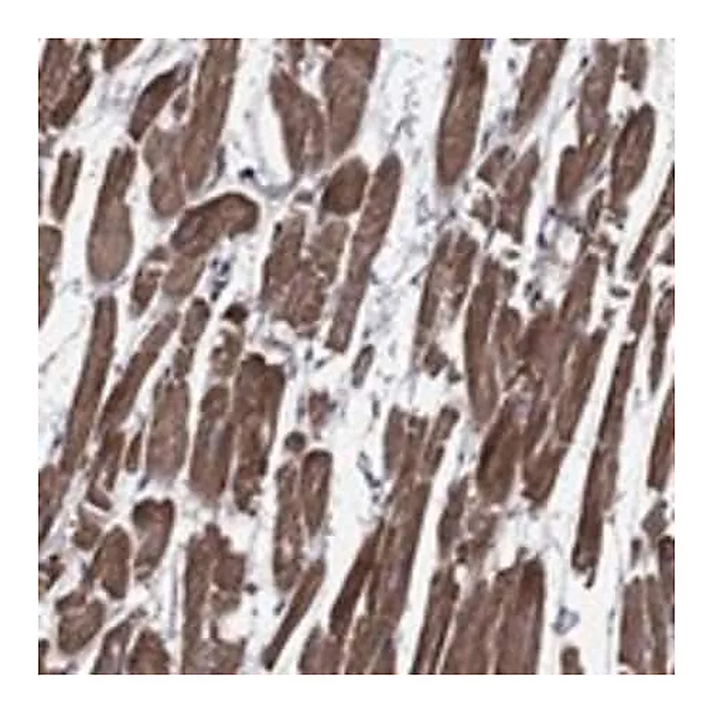 Merck Anti-SCN7A antibody produced in rabbit