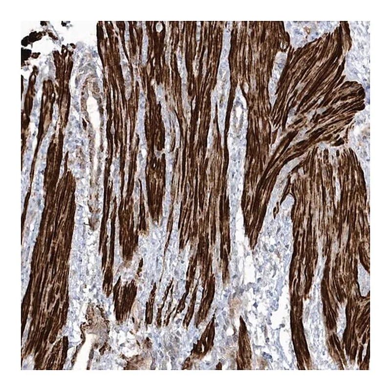 Merck Anti-GTDC1 antibody produced in rabbit
