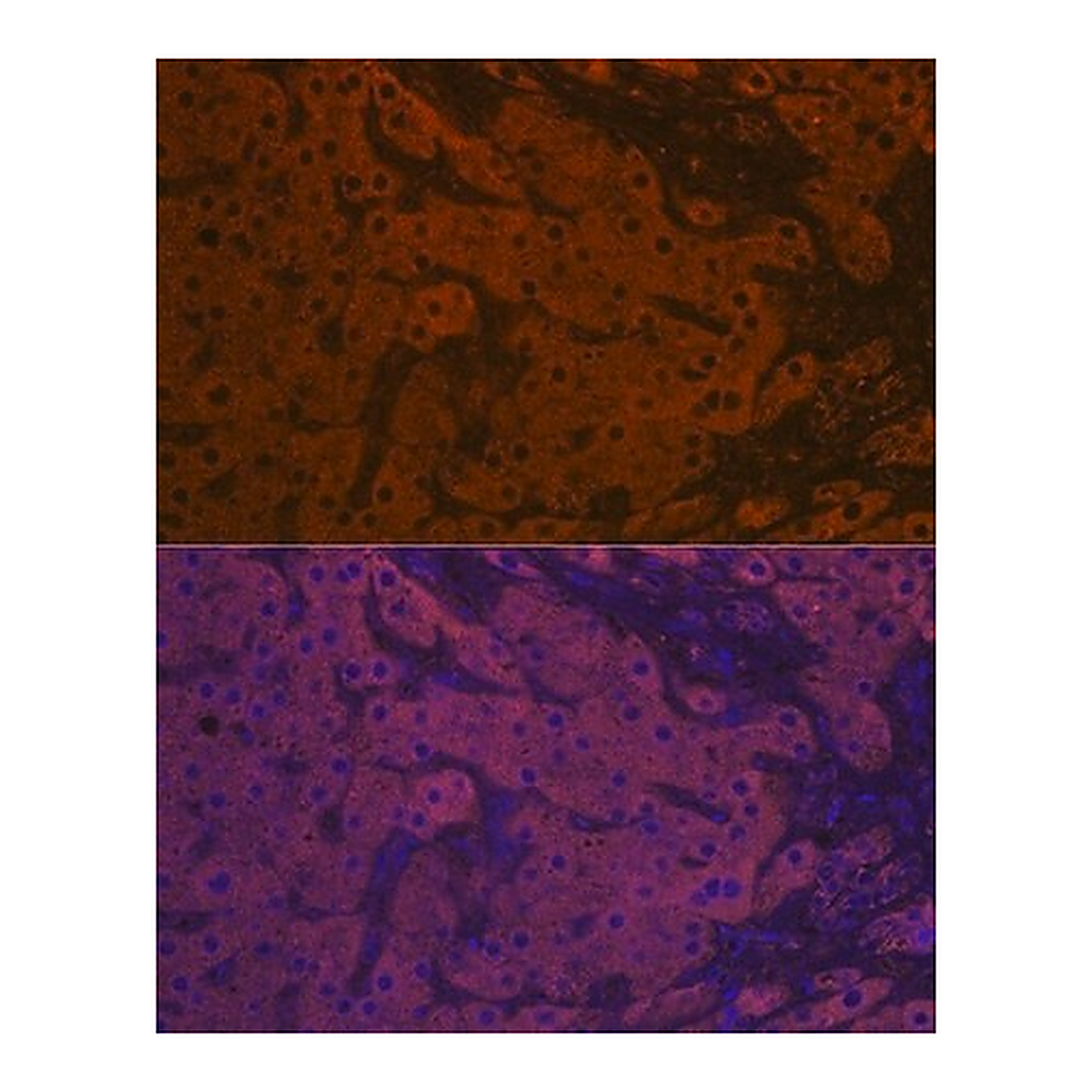 Merck Anti-ApoM antibody produced in rabbit