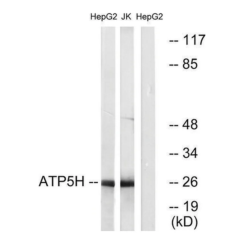 Merck Anti-ATP5H antibody produced in rabbit
