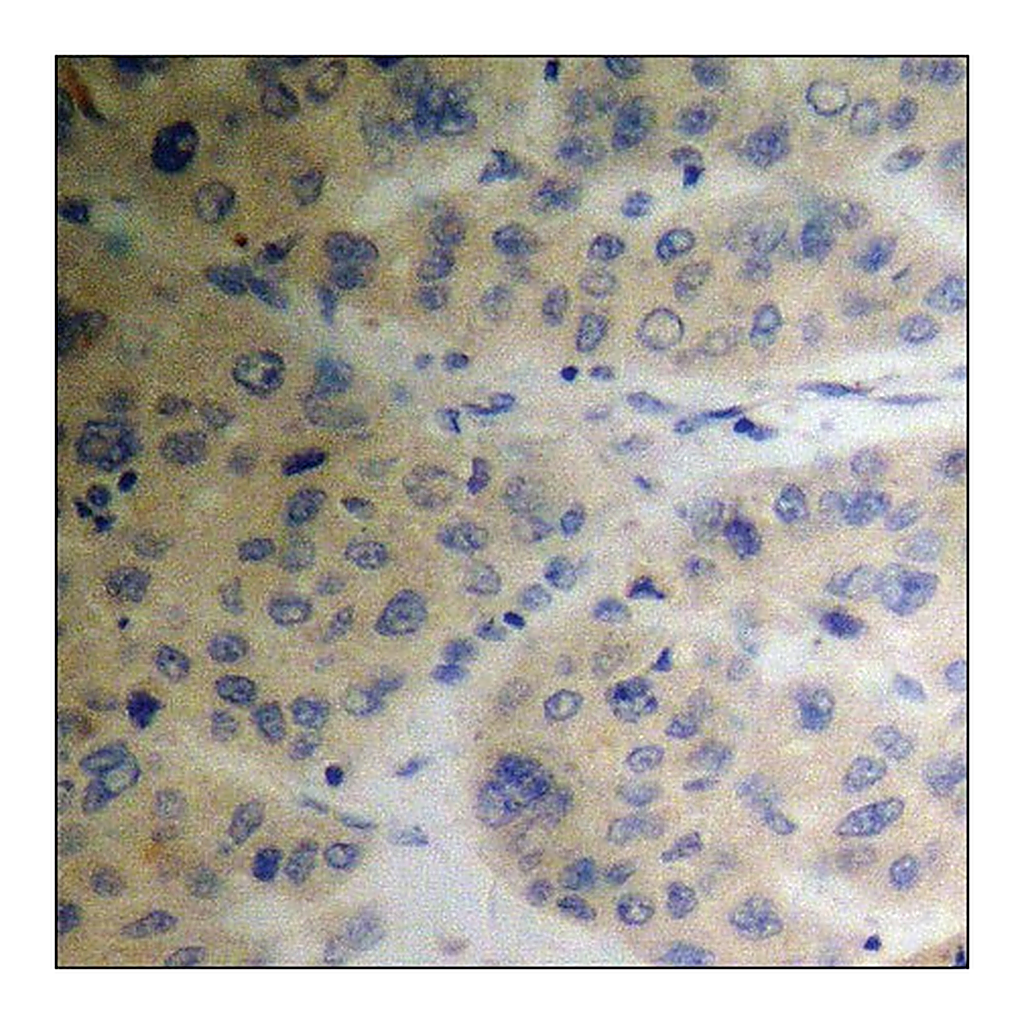 Merck Anti-phospho-TIP60 (pSer86) antibody produced in rabbit