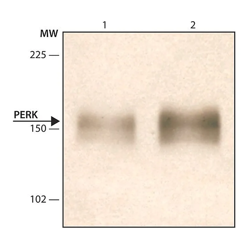 Merck Anti-PERK (C-terminal) antibody produced in rabbit