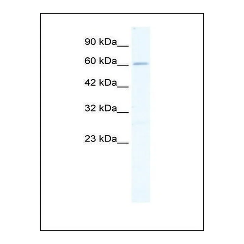 Merck Anti-ZNF79 antibody produced in rabbit