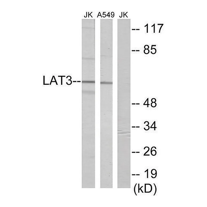 Merck Anti-LAT3 antibody produced in rabbit