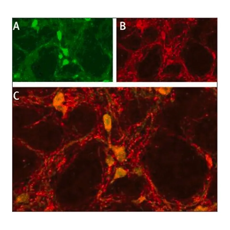 Merck Anti-Sodium Channel ASIC1 antibody produced in rabbit