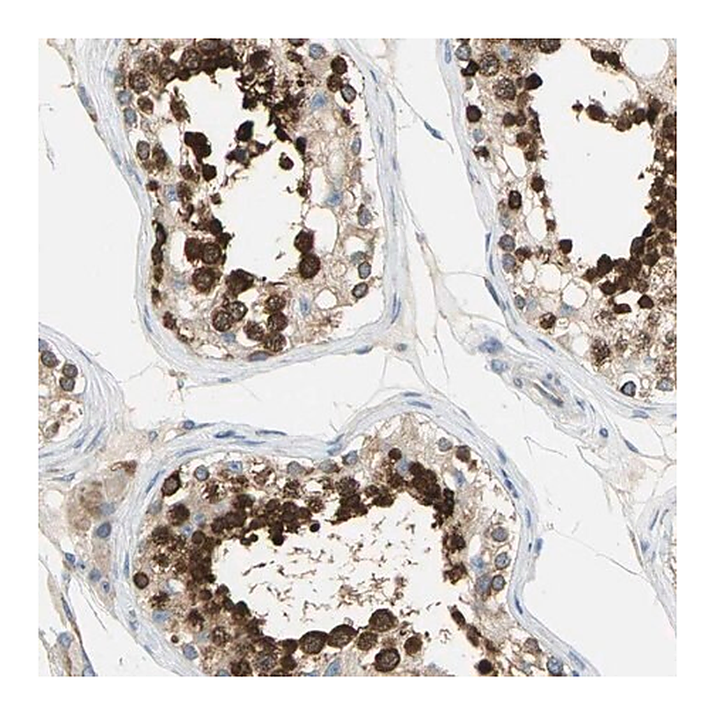Merck Anti-TULP4 antibody produced in rabbit
