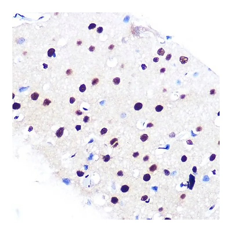 Merck Anti- RBBP4 antibody produced in rabbit