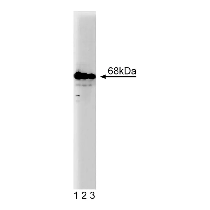 BD Purified Mouse Anti-Human G3BP