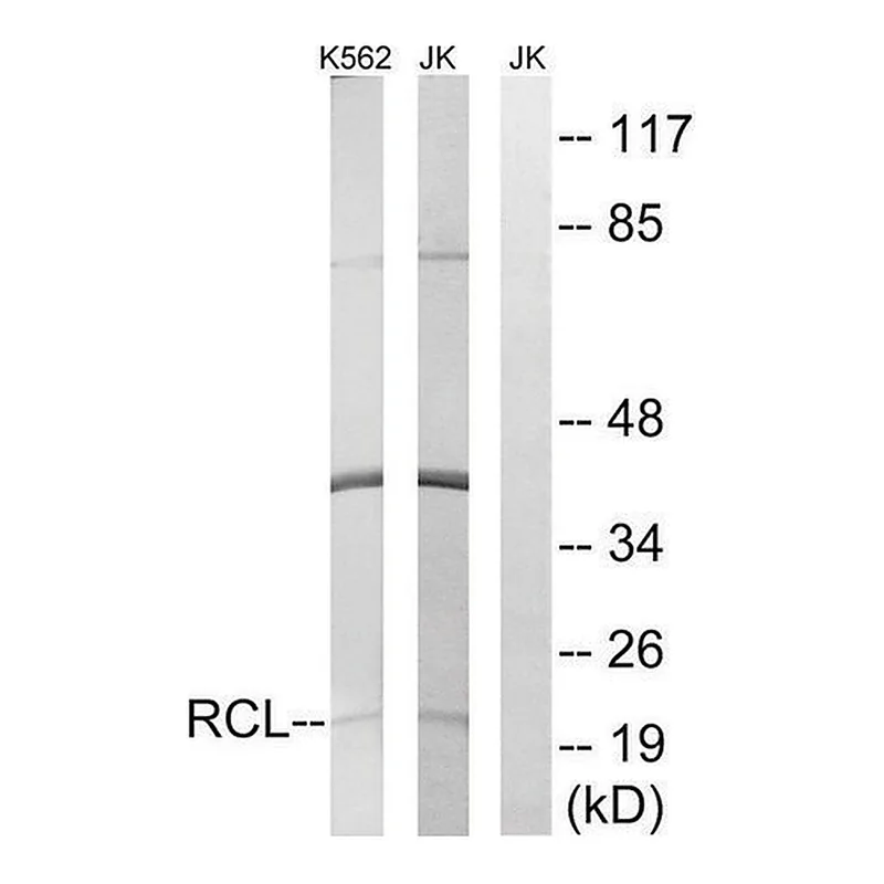 Merck Anti-RCL antibody produced in rabbit