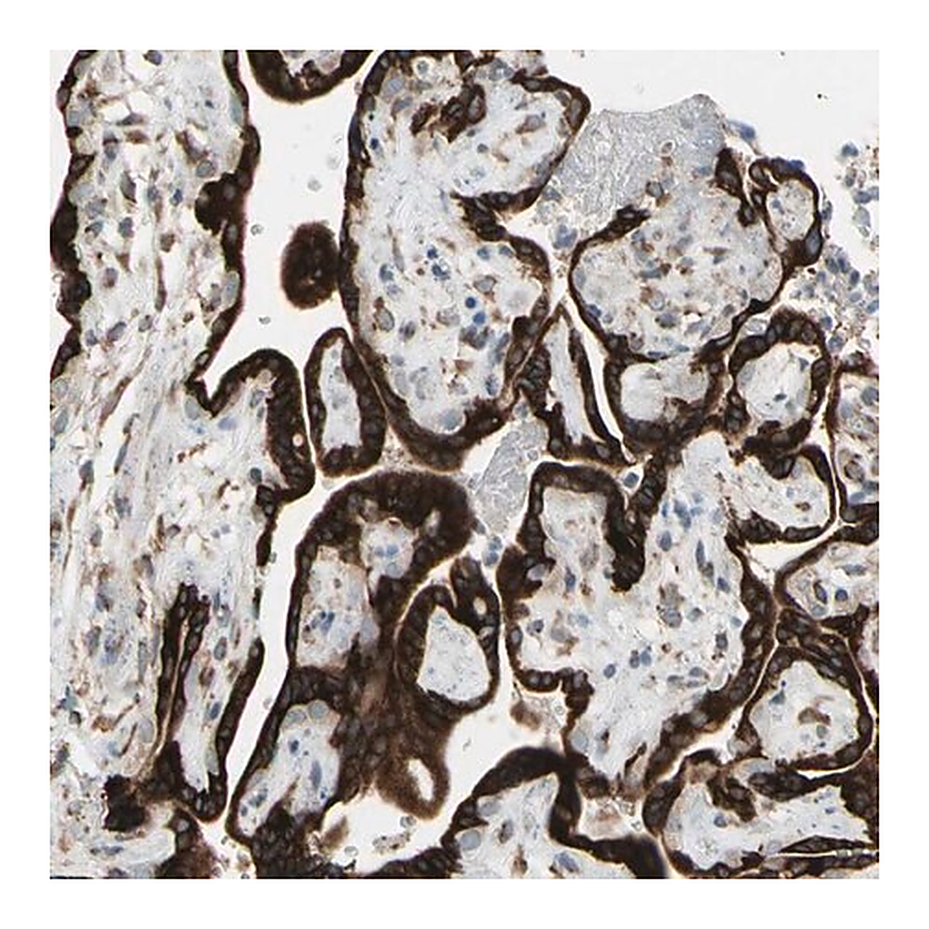 Merck Anti-FNDC3A antibody produced in rabbit