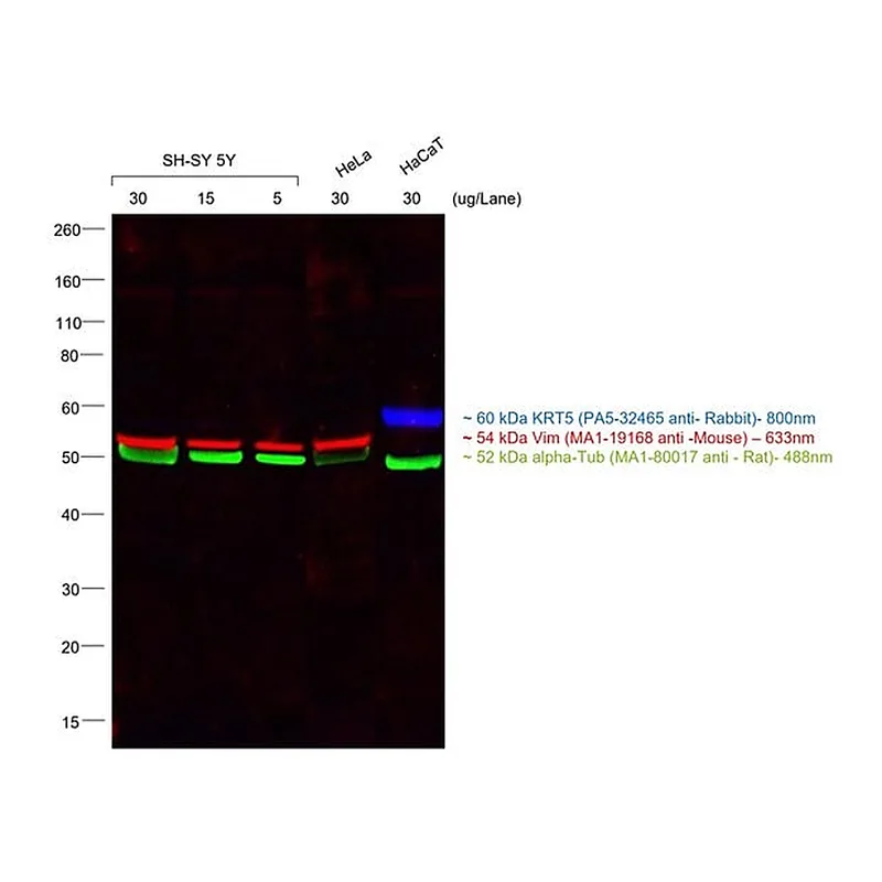 Thermo Fisher Scientific Goat anti-Mouse IgM (Heavy chain) Cross-Adsorbed Secondary Antibody, Alexa Fluor 633