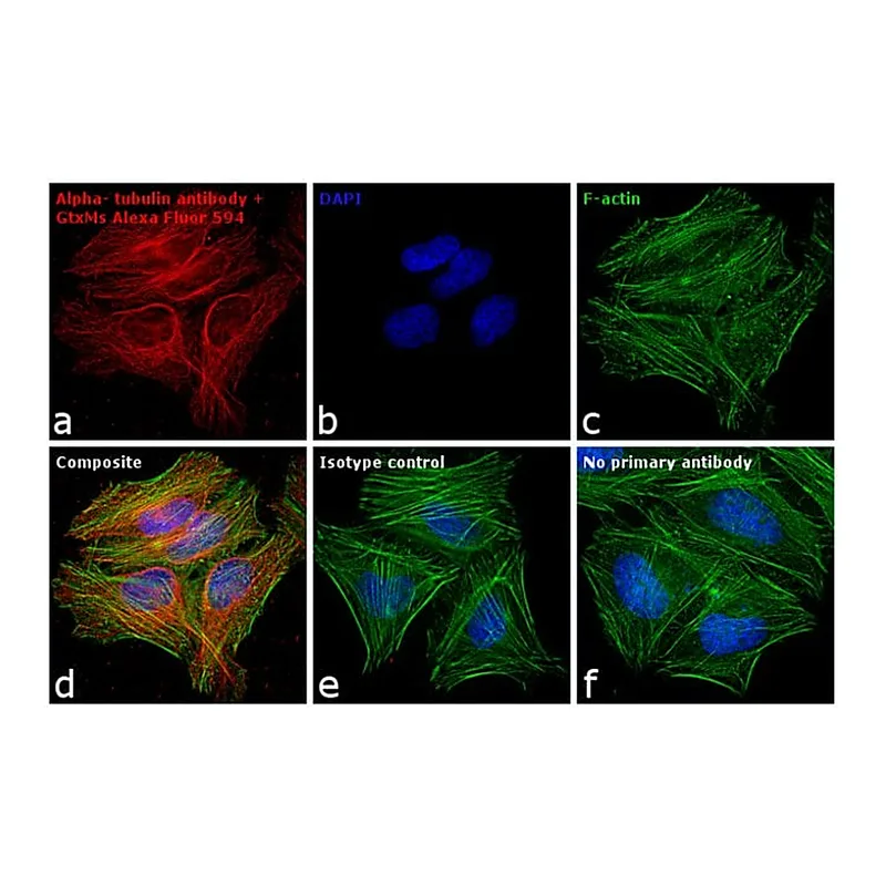 Thermo Fisher Scientific Goat anti-Mouse IgG (H+L) Highly Cross-Adsorbed Secondary Antibody, Alexa Fluor 594