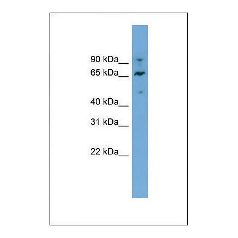 Merck Anti-NT5DC2, (N-terminal) antibody produced in rabbit