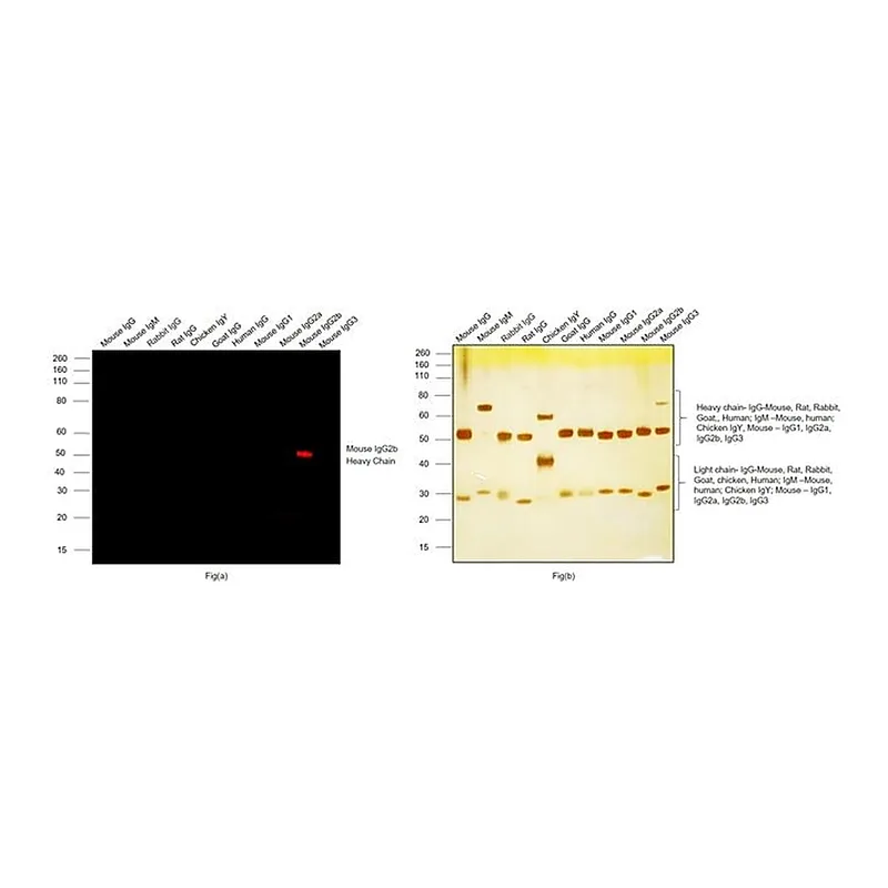 Thermo Fisher Scientific Goat anti-Mouse IgG2b Secondary Antibody, Alexa Fluor 633