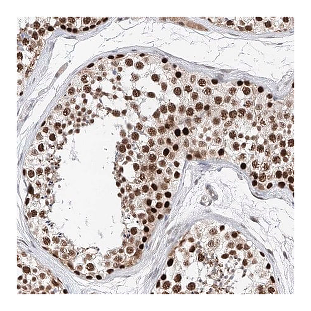 Merck Anti-SNRNP200 antibody produced in rabbit
