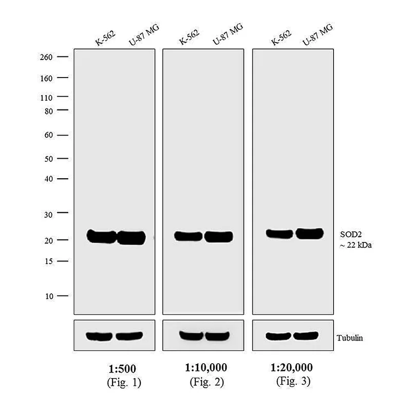 Thermo Fisher Scientific Donkey anti-Mouse IgG (H+L) Secondary Antibody, Biotin