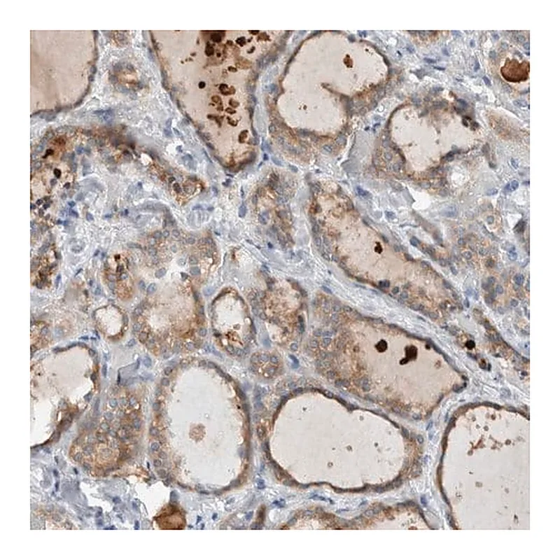 Merck Anti-DUOX1 antibody produced in rabbit