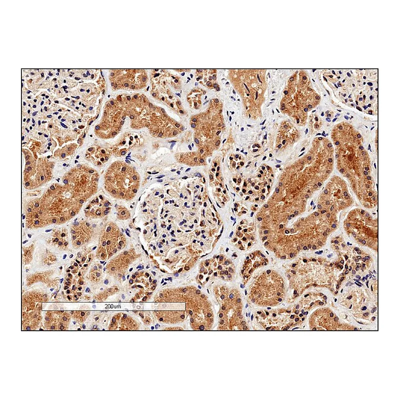 Merck Anti-ARG1 (C-terminal) antibody produced in goat