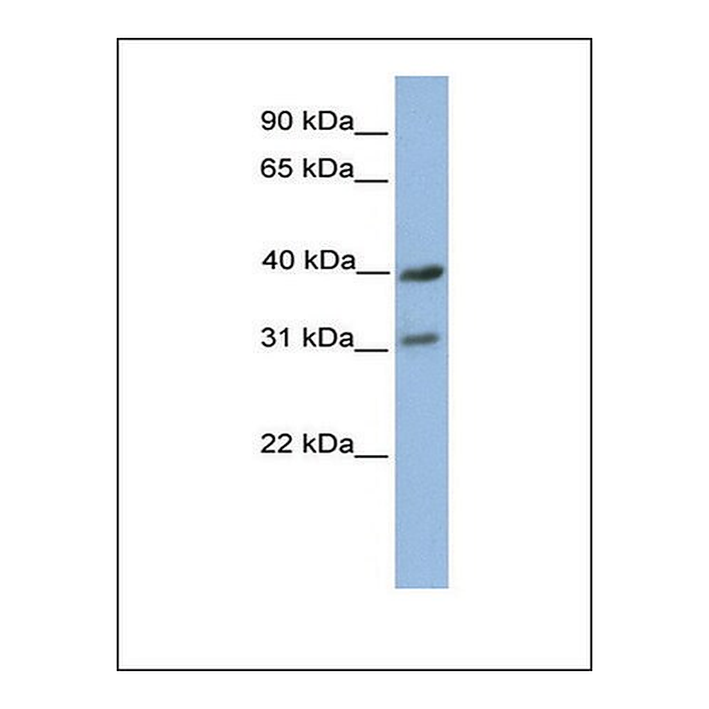 Merck Anti-COX3 antibody produced in rabbit