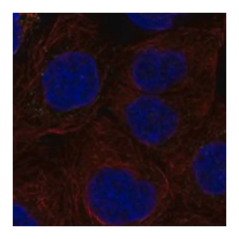 Merck Anti-IL27RA antibody produced in rabbit