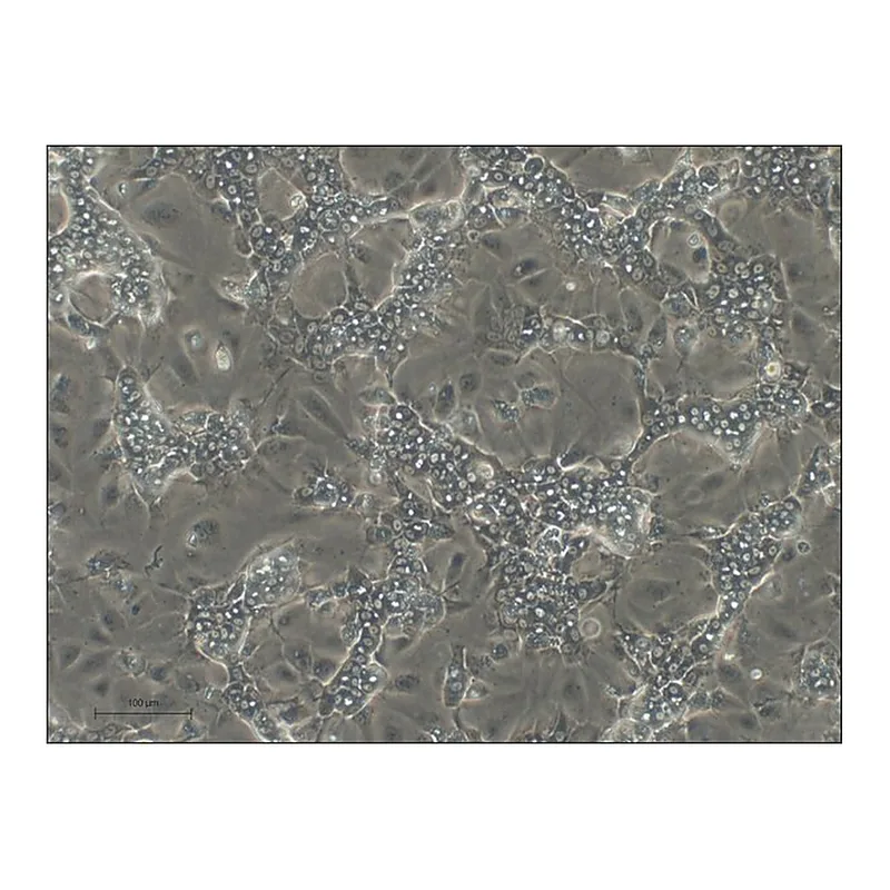 Merck Differentiated HepaRG(TM) Cells Cryopreserved