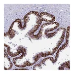 Atlas Antibodies Anti-OR1Q1 Antibody