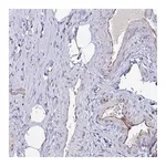 Atlas Antibodies Anti-OR1L3 Antibody