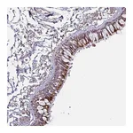 Atlas Antibodies Anti-OR2D3 Antibody
