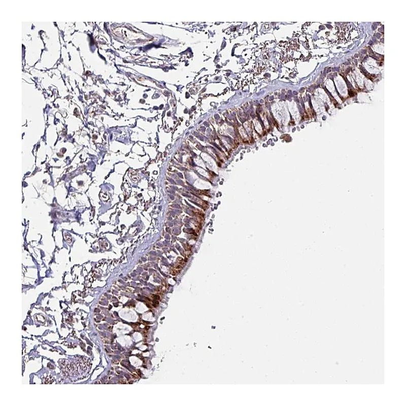 Atlas Antibodies Anti-OR2D3 Antibody