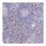 Atlas Antibodies Anti-OR2A4 Antibody