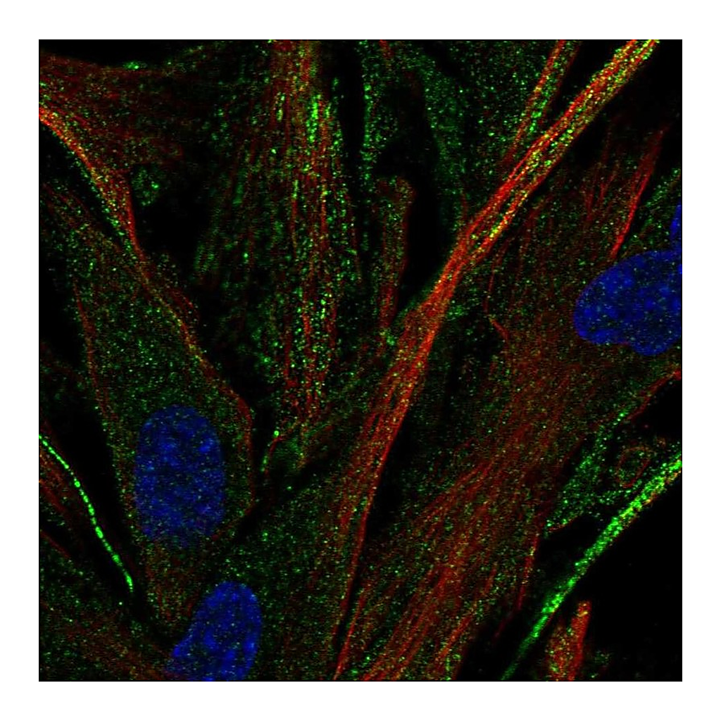 Atlas Antibodies Anti-OR2C3 Antibody