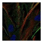 Atlas Antibodies Anti-OR2C3 Antibody