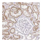Atlas Antibodies Anti-OR2B11 Antibody