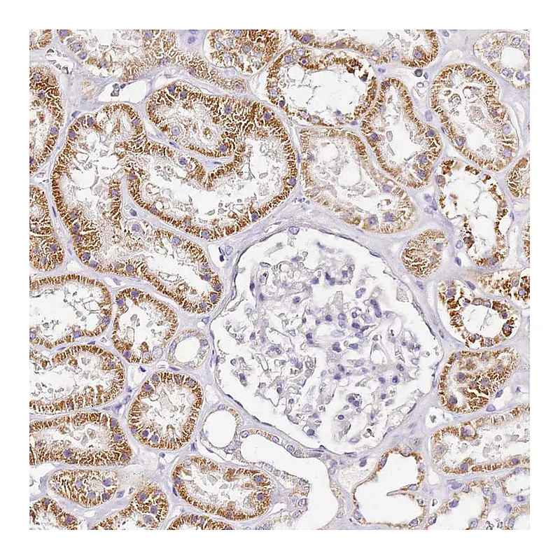 Atlas Antibodies Anti-OR2B11 Antibody