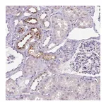 Atlas Antibodies Anti-OR2AK2 Antibody