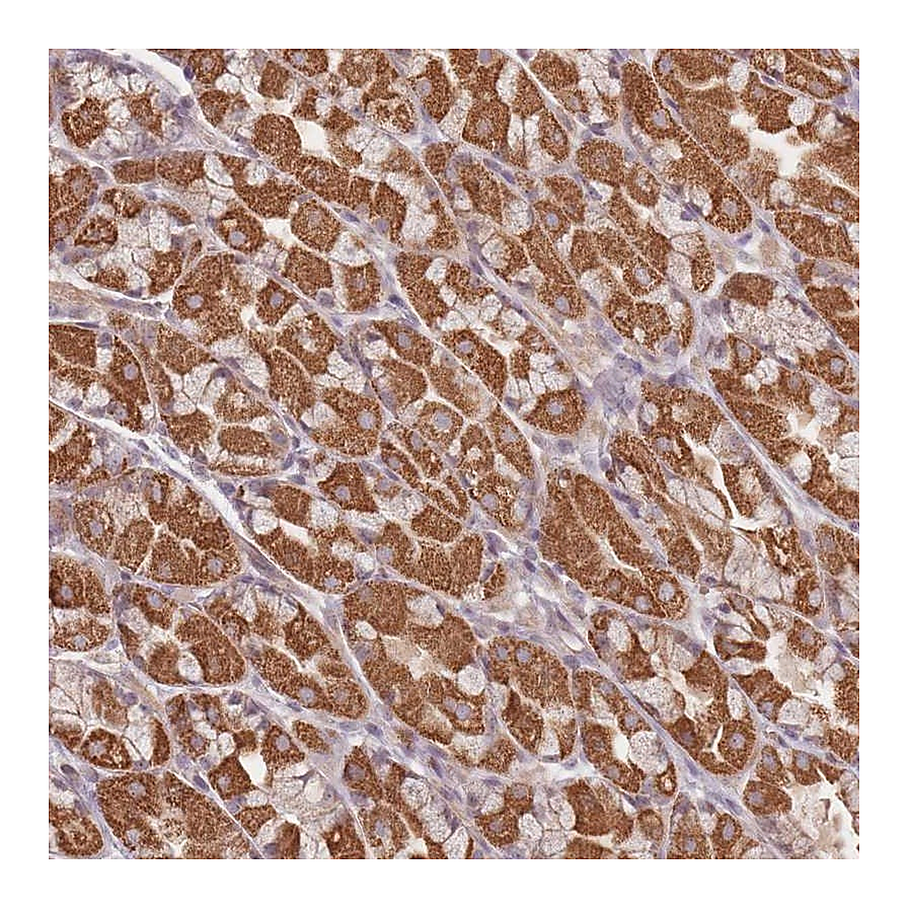 Atlas Antibodies Anti-OR2M4 Antibody