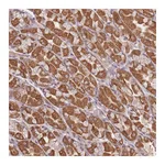 Atlas Antibodies Anti-OR2M4 Antibody
