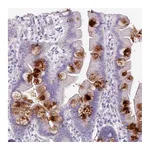 Atlas Antibodies Anti-OR2T10 Antibody