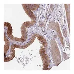 Atlas Antibodies Anti-OR4C3 Antibody