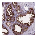 Atlas Antibodies Anti-OR4C5 Antibody