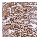 Atlas Antibodies Anti-OR4K15 Antibody