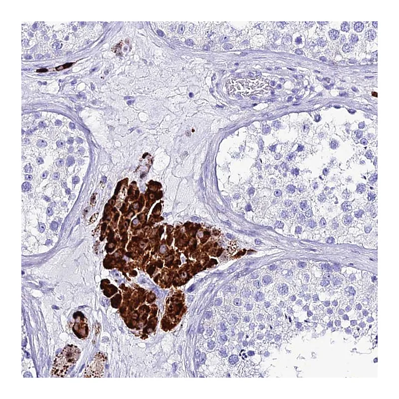 Atlas Antibodies Anti-OR4D5 Antibody