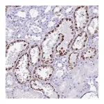 Atlas Antibodies Anti-OR4F3 Antibody