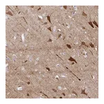 Atlas Antibodies Anti-OR4N4 Antibody