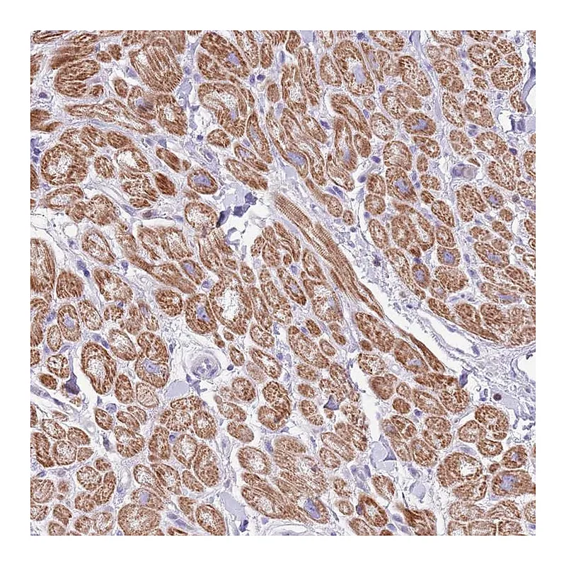 Atlas Antibodies Anti-OR4Q3 Antibody