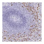 Atlas Antibodies Anti-OR51A7 Antibody