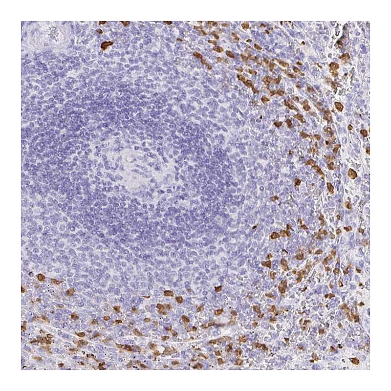 Atlas Antibodies Anti-OR51A7 Antibody